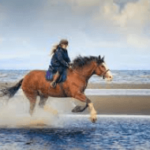 The Art and Insight of Horse Riding Commentary: A Guide to Equestrian Narration