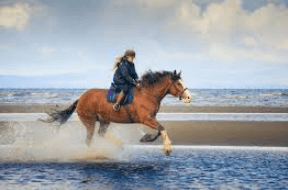 The Art and Insight of Horse Riding Commentary: A Guide to Equestrian Narration